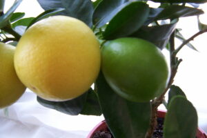 Limequat Tavares