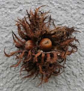 Noisetier de byzance (corylus colurna)