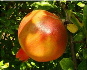 Grenadier Seedless