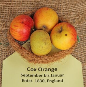 Pommier Cox Orange Pippin
