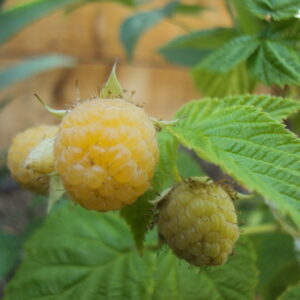 Framboisier remontant fall gold BIO