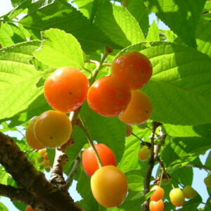 Cerisier Cœur de Pigeon Jaune