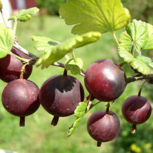 Grosseiler à Maquereau Captivator BIO