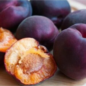 Prunier Cernyj Barchat