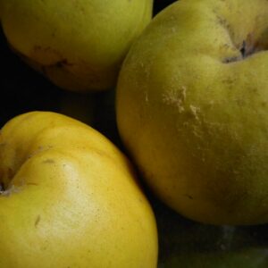 Congnassier aromatnaya / sujet de 2ans