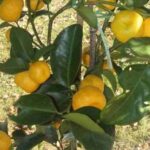 Mandarine Keraji