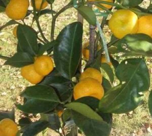 Mandarine Keraji