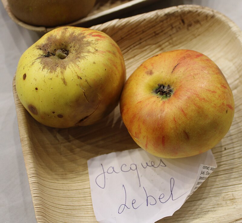 Pommier Jacques Lebel