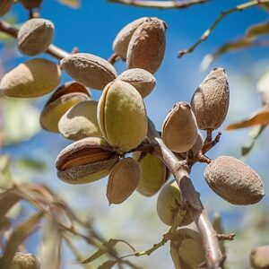 Amandier Bartre – grosse amande