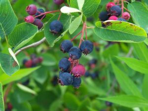Amelanchier Honeywood