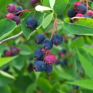 Amelanchier Honeywood