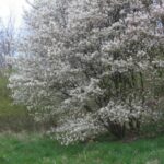 Amelanchier Honeywood
