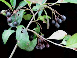 Aronia melanocarpa Hugin
