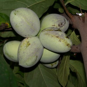 Asiminier de semis sélectionné prolific