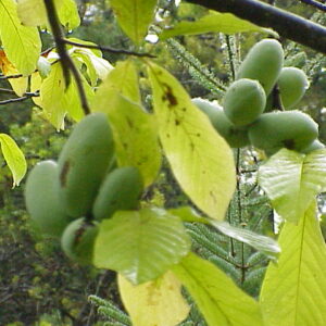 Asiminier de semis SAA overleese 2 ans (15/30cm)