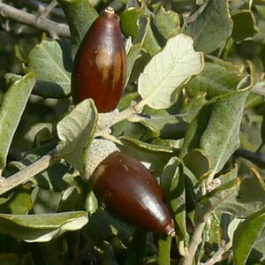 chene à gland doux ballota (35/70 cm)