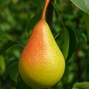 Poirier Beurré Giffard