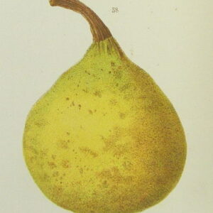 Poirier Beurré Superfin