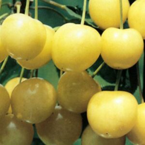 Cerisier Trompe Geai