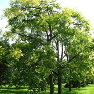 Cédrèle de Chine – Toona sinensis (arbre à salade) BIO