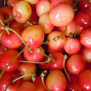 Cerisier Bigarreau Rainier