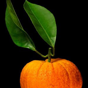 Citrus aurantium Foetifera