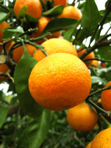 Satsuma Iwazaki