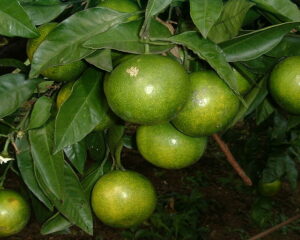 Satsuma Miyagawa
