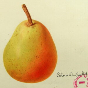 Poirier Colorée de Juillet