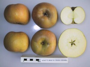 Pommier Reinette grise du Canada