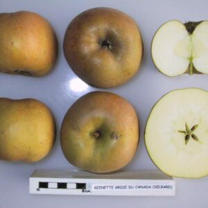 Pommier Reinette grise du Canada