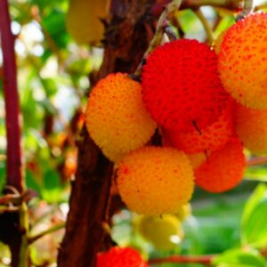 Arbousier, arbutus unedo