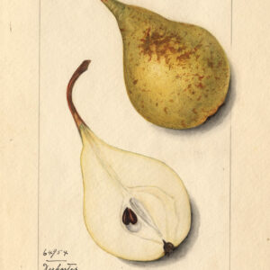 Poirier André Desportes