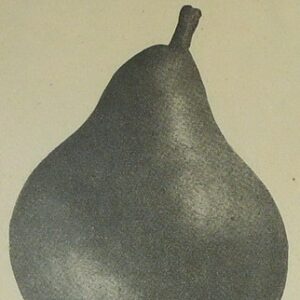 Poirier Directeur Hardy