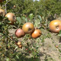 Pommier Fenouillet Gris
