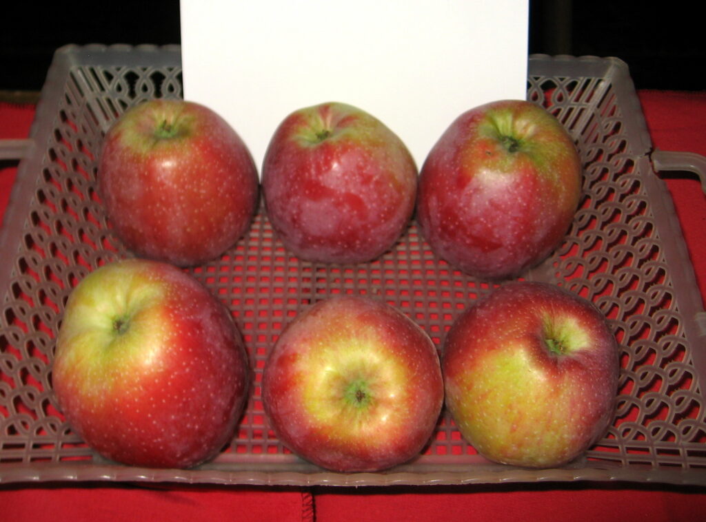 Pommier Florina Querina