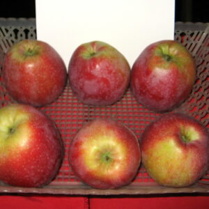 Pommier Florina Querina