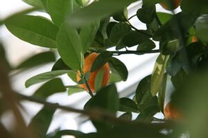Kumquat Fukushu