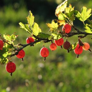 Grosseiler à Maquereau Worcesterberry