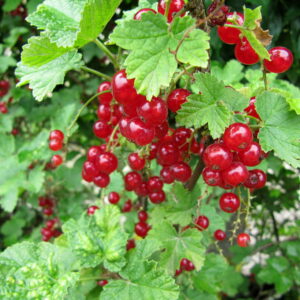 Groseillier Versaillaise Rouge