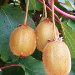 Kiwi tomuri (Male) actinidia chinensis
