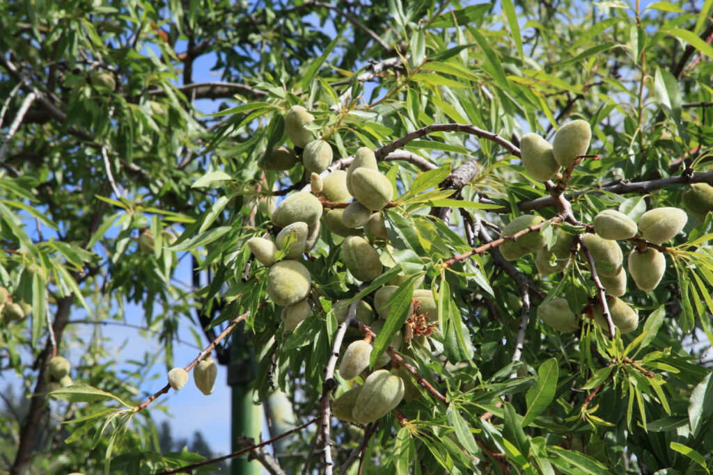 Amandier Languedoc – précoce