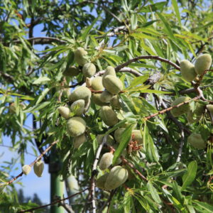 Amandier Languedoc – précoce