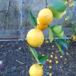 Citrus Lemonade
