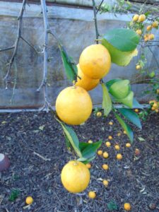 Citrus Lemonade