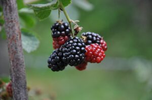 Mûrier Chester BIO
