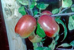 Pommier Museau de Lièvre Rouge