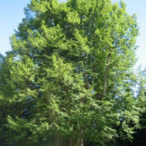 Tilleuil (Tilia Cordata)