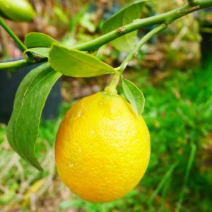 Citrangequat Thomasville