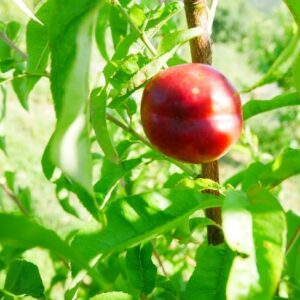 Nectarinier felligni